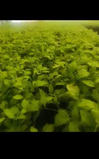 نشا گوجه فرنگی