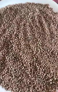 عدس ریز قرمز محلی به شرط پخت