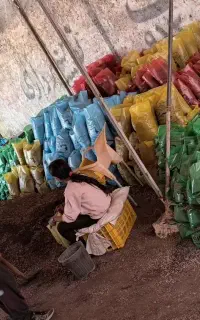تولید خاک برگ آزالیا  با بهترین کیفیت
