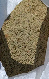 عدس دیم محصول امسال