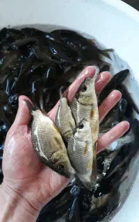 بچه ماهی کپورنژاددار
