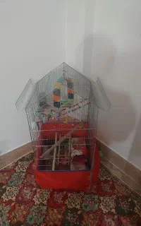 قفس
