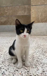 واگذاری گربه