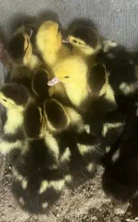 جوجه اردک روسی