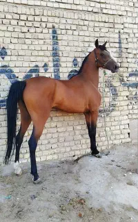 اسب مادیان 4 ساله