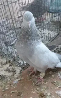کفترسینه سوسنی