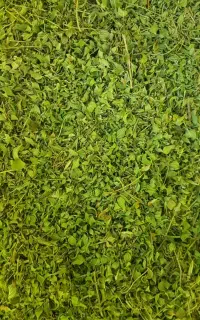 آویشن کوهی سنندج تازه  خوش عطر و بو