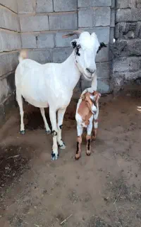 بز تمیز با یک بچه نر