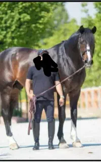 اسب ..مادیان kwp  ابستن