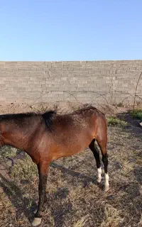 اسب ایرانی