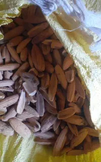بلی فروشی