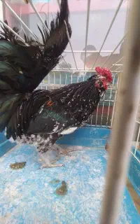 خروس سیاه خوشگل گلین لری