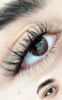 مژه