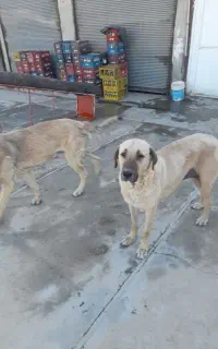 یک جفت سگ سرابی نر و ماه و یک عد سگ ژرمن ژپر ماده