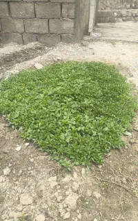 تولکی فلفل