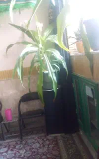 انواع گل کاکتوس رونده شمشیری