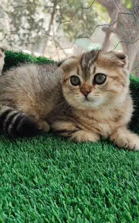 اسکاتیش فولد