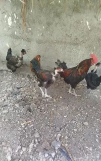 مرغ خروس محلی