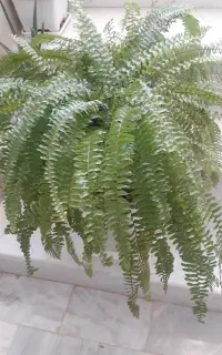 گل سرخس