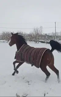 کره مادیان عرب دوخون