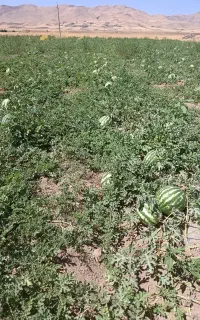 هندوانه