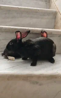 خرگوش