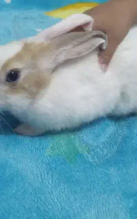خرگوش