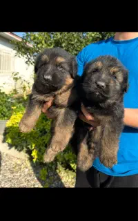 توله ژرمن شولاین موبلند