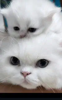 واگذاری بچه گربه پرشین اصل ۲۵