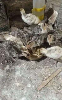 جوجه بوقلمون برنزی