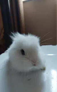 خرگوش
