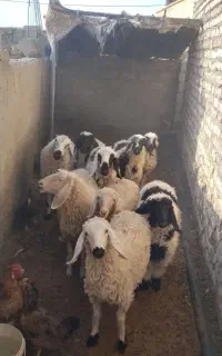 تعدادی گوسفند