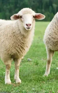 گوسفند شیشک ماده