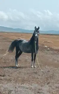 مادیان کرد زاده پارایی