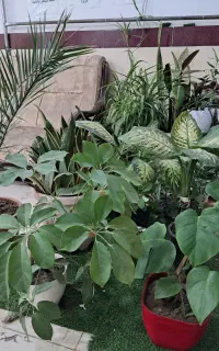 گل طبیعی خانگی