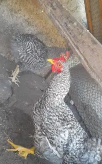 خروس امروک اصل