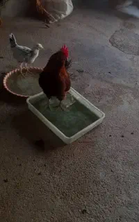 خروس ریشو