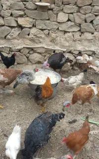 15 عدد مرغ محلی