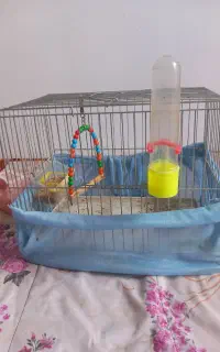 قفس پرنده