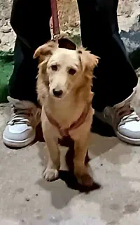 سگ گمشده