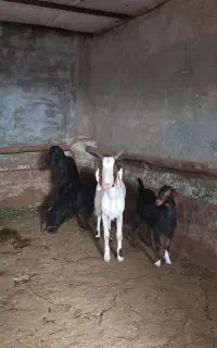 چهارراس بز جوان بزغاله دار