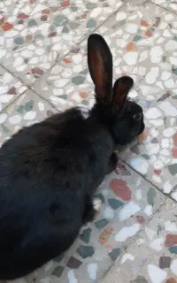 خرگوش