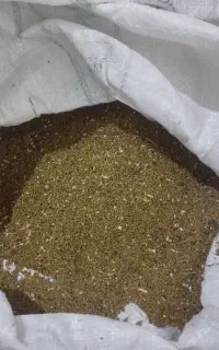 بزر یونجه