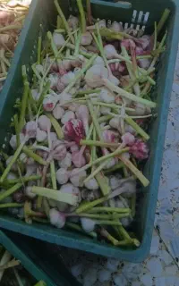 کارگرساده سیرسبدی 70هزارتومان