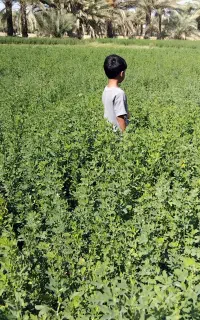 بذر یونجه