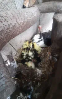 اردک اسرائیلی باجوجه