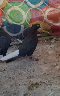 کفتر معامله با طوق یا فروشی مقطوع مقطوع.