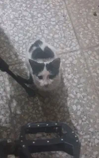 گربه