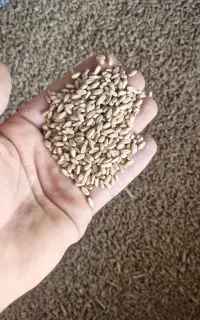 گندم آفتاب بدون شکسته و علف مخصوص بذر