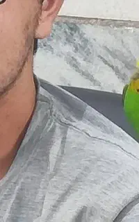 مرغ عشق گمشده